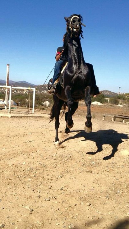 narcoteca:🐴 ooohh! ooohh!  horsey