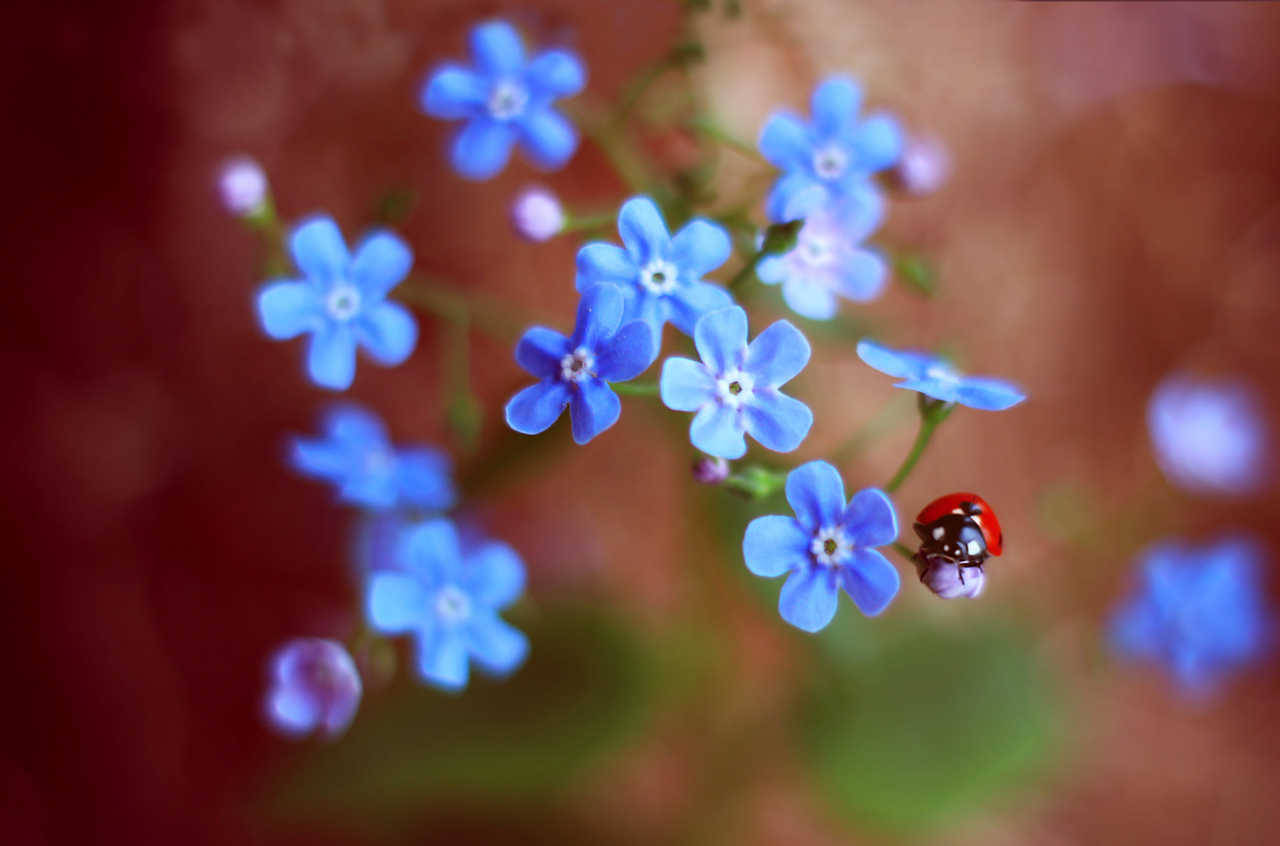 atraversso:   Stellaria &amp; Daisy by Elena Andreeva   