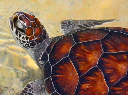 life-of-a-wildlifer: A young green sea turtle coming up for a breath. By Micah Walker 