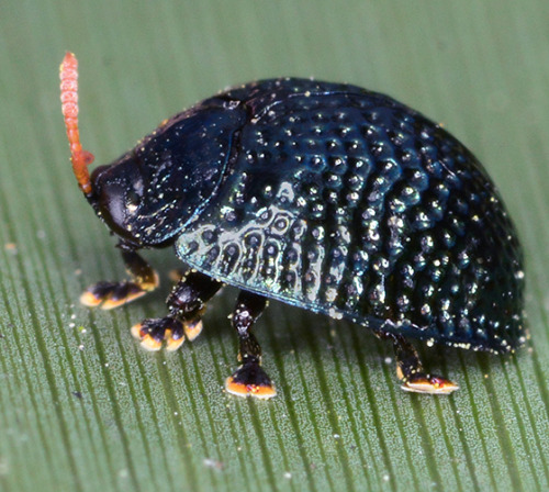 kearunning: khrysdiebee:b33tl3b0y:lovely palmetto tortoise beetle sons. look at their sweet feet