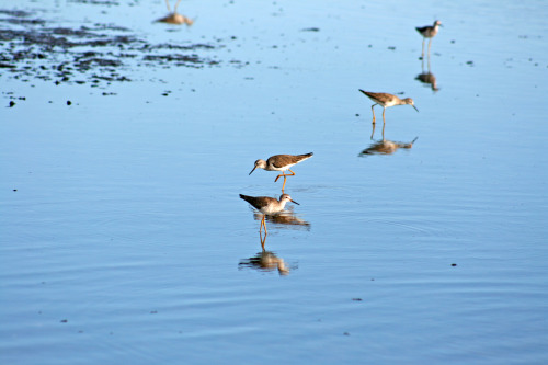 Lesser yellowlegs on the mud flats, Black Point Wildlife Drive, Merritt Island National Wildlife Ref