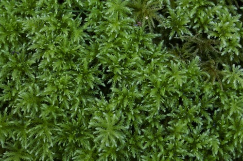 Bryophyta of British Columbia, Monty Davidson. 