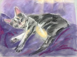 “Sunlight on soft kitty” pastel and charcoal drawing on paper, Jenny Jump, 2018