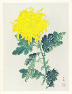iamjapanese:  KATAYAMA Nampu（堅山南風 Japanese, 1887-1980） Chrysanthemum   黄菊　Woodblock Print   via 