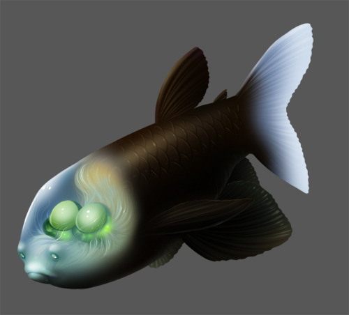 Who doesn’t love a barreleye?
Opisthoproctidae