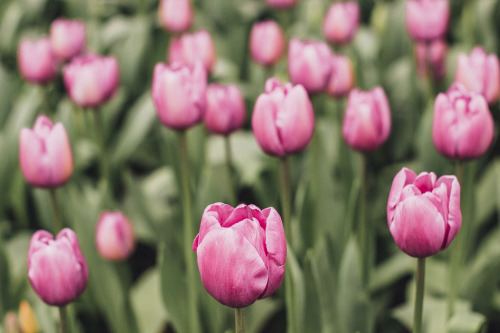 Fields of tulips at Roozengarde, Skagit Valley, WA.