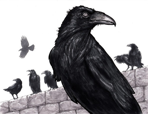 Greg Luzniak (American, b. Chester, NJ, USA, based Los Angeles, CA, USA) - Murder of Crows, Drawings