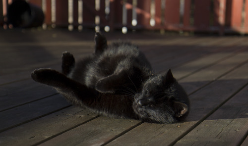 skrikeru:Brutus loves that the snow is gone! 