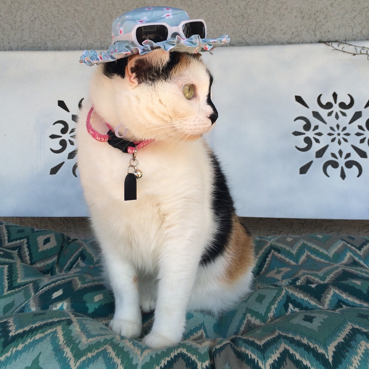 unflatteringcatselfies:  I know this is a page for unflattering cat photos…. But