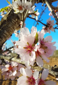 Porn photo fsxyali4:sweet-harmony:Here an almond tree