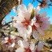 fsxyali4:sweet-harmony:Here an almond tree in bloom, spring is really coming!   