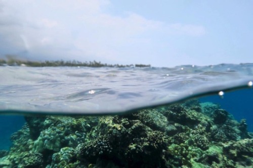 Descriptive of my life: half below and half above water.  Also, stoked on how this shot turned out. 