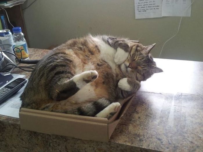 unimpressedcats:  i fit in here 