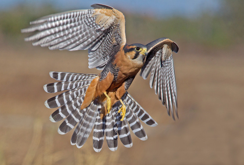 raptorwing:  Aplomado falcon