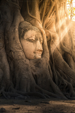 visitheworld:  The Buddha Head at Wat Mahathat, Ayutthaya / Thailand (by Kwanchai_K).