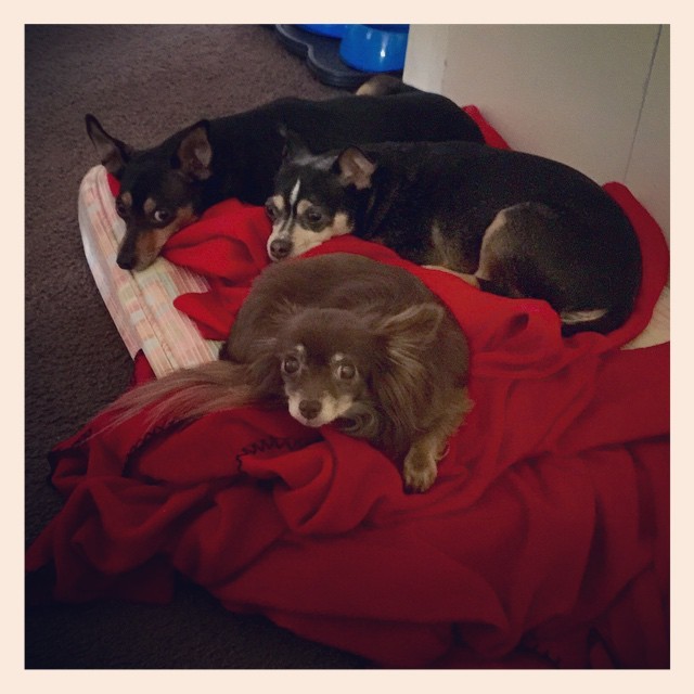 #myview #dogs #chihuahuas #miniaturepinscher #mixed #mutts #tails #wags #paws #ruff