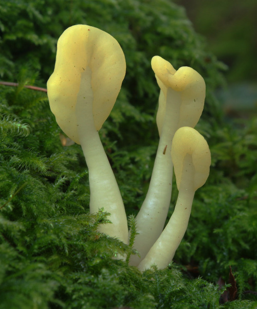 Yellow earth tongue - Spathularia flavida.