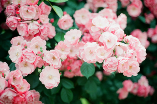 petalier:@WeHeartIt /entry/128452449