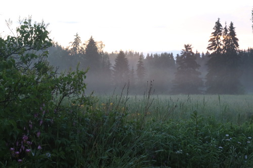 omenalehto:juhannuspäivä / midsummer day / 2021