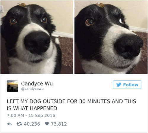 sensationalsparrow: wwinterweb: The Best Dog Tweets of 2016 (see 30 more) That last one…