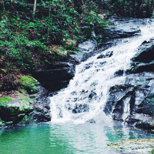 essenaoneill:  Wild dreams await  Jungle/tropical blog