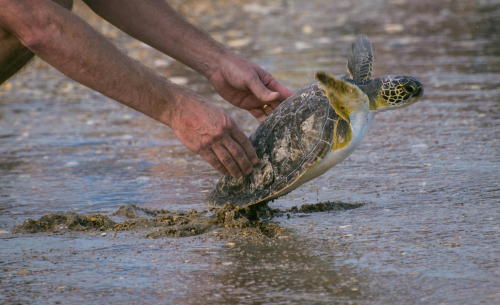 Fly Away Home A Green Sea Turtle is released by a handler from the NC Aquarium at Pine Knoll Shores.