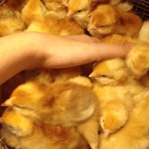 Baby Chicken