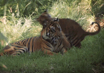 sdzoo:The Safari Park’s tiger cub trio explored new territory recently. Tigers face many threats in 