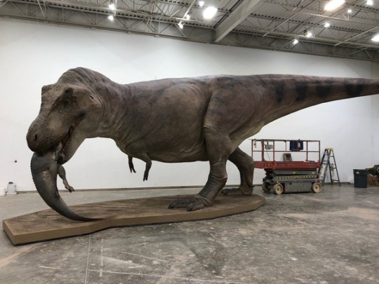 headspace-hotel:mezduin:hummingyogurt:  timetravelonion:hummingyogurt:the-original-b:the-original-b:Here’s one good thing to come out of 2020:Paleontologists completed a life-sized replica of Sue, the most complete T. Rex ever found.And she is freaking