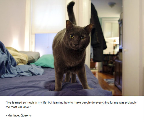 boredpanda:Cats’ Deepest Secrets Revealed On Felines Of New York