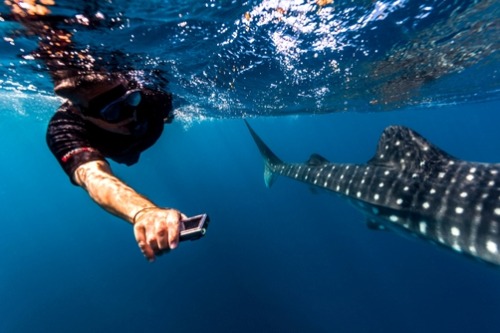 Porn thelovelyseas:  A scientist photographs Whale photos