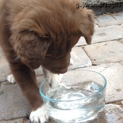 gaj0romar1ogifs:  http://charlavail.tumblr.com/ 