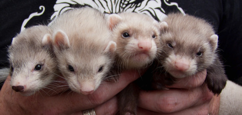 mordacool19:  harpyimages:  Ferrets, ferrets, ferrets, squeee..!! Some of last years rescue babies, . This wee family were found in a cat carrier, dumped in a wet field, they had been there a while when we got the into the rescue..  omg what sweet babies.