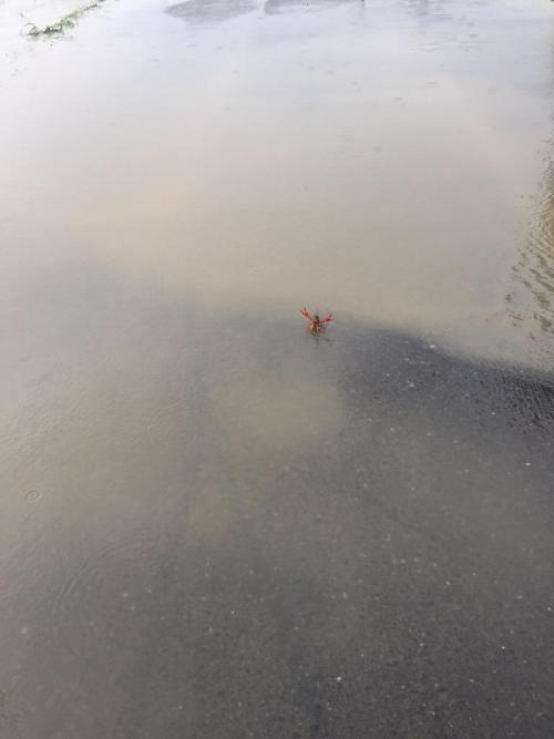 ftcreature: sasaq: 11:50 AM - 10 Sep 2015 (via Twitter / ふ み な @Fuuut_09) The Lord of the Puddle has