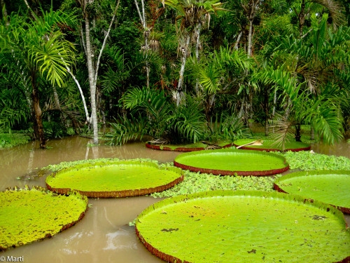 mytravelmind:  Vegetation on Amazon River, Peru 