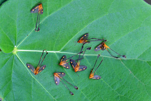 insectish: Moths in the genus Semioptila Photographs by Nigel Voaden