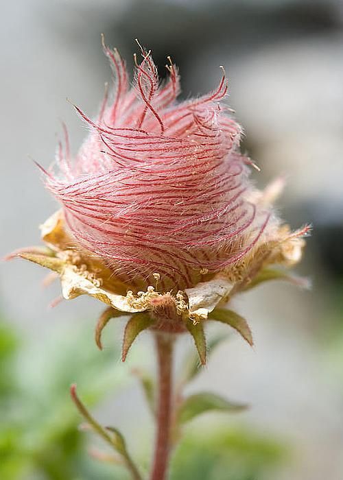 XXX coisasdetere:  Wood avens, also known as photo