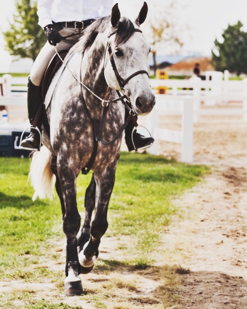 horsoholic:  pretty boy
