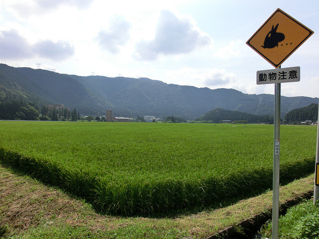 Someday i&rsquo;ll go to japan, and this is what I expect