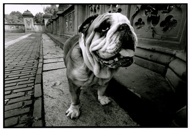 NYC, 1992 by Bruce Davidson