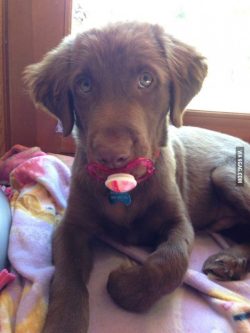 scrawniest-calamity: wealwaysbreathe:  thecutestofthecute:  Puppies with pacifiers  Get the fuck out  dead 