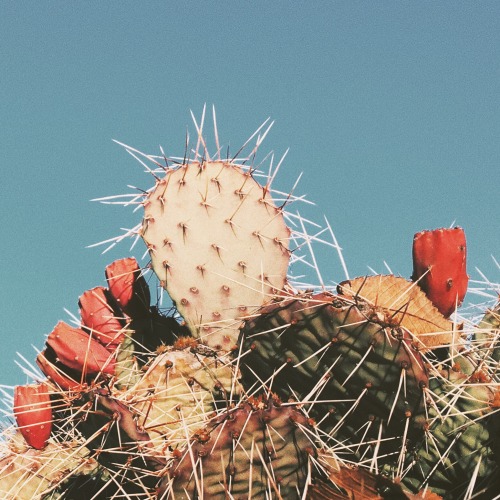 lildubbz:Santa Fe cactus