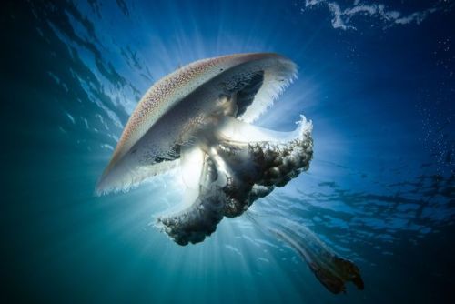 Top Shot: Total Eclipse of the Jelly    Top Shot features the photo with the most votes from the pre