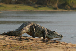 thepredatorblog:  Nile crocodile (by Matt