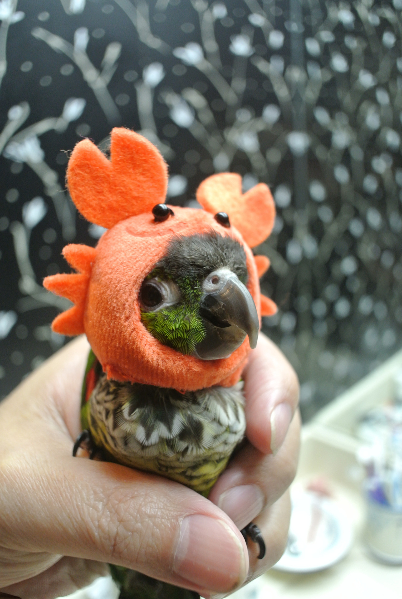 avianawareness:  yeffyaboyuice:  crownofbirds:  He kept trying to get his head through