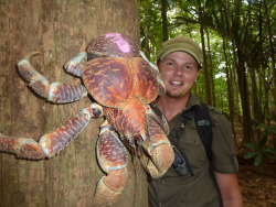 sonlco:  algernonblackwood:  rubbertplant:  why is that crab on a tree  it’s a coconut crab and they love to climb trees  throw a pokeball at that shit 