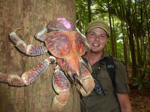 sonlco: algernonblackwood: rubbertplant: why is that crab on a tree it’s a coconut crab and th