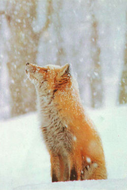 ethereo:  Red Fox in Snow via Flickr    