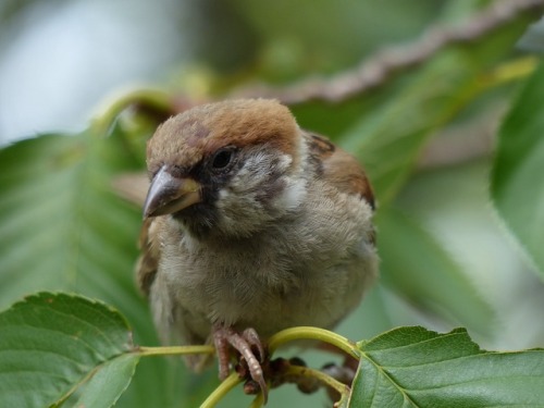 スズメ　Eurasian tree sparrowTown Sparrow ～ 街のすずめ　ArchiveTown Birds ～ 街の鳥  Archive