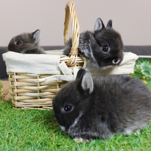 adorable-bunnies - ❤️All good buns